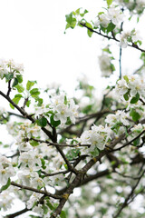 Blooming branches of apple tree close up in the garden