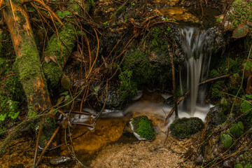 Skrivan color creek in Krusne mountains in spring morning after rain