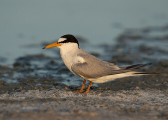 portrait of a Little Tern Asker marsh, Bahrain