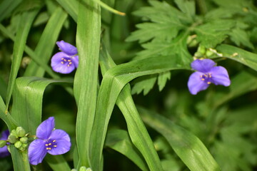 Tradescantia , purple heart blooms in the garden