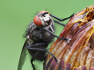 Graue Fleischfliege (Sarcophaga carnaria)