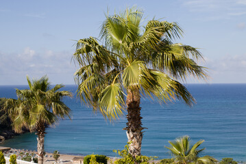 palm tree by the sea