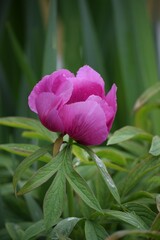 Peony