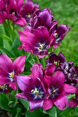 bloomed purple tulips 