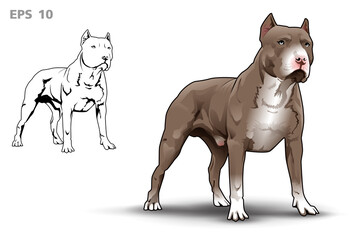 Pitbull terrier standing vector illustration - obrazy, fototapety, plakaty