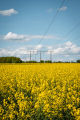 Electricity poles runs through a big farm field of blooming yellow rapeseed canola in flat farmlands of Skåne Sweden