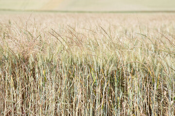 Beautiful wheat field in summer. Green and yellow colors. La Rioja, Spain