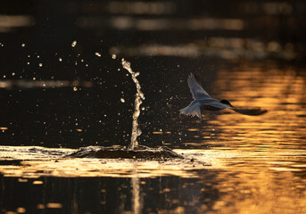 Little Tern emerging out from water after a dive at Asker marsh, Bahrain