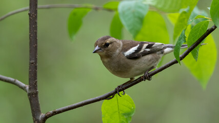 bird, ast, natur, wild lebende tiere, baum, robin, tier, wild, schnabel