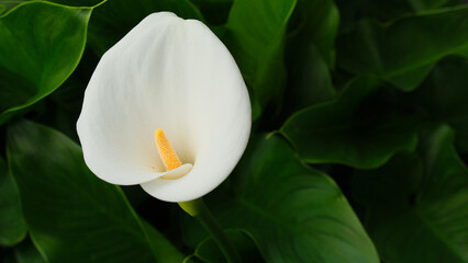 Il fiore di una calla in un giardino.