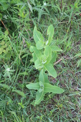 Obraz premium grass in the garden