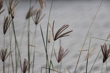 reeds in the wind