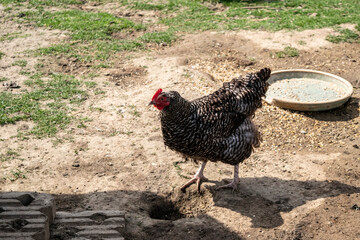 Chicken with variegated plumage in a backyard. Free-roaming chickens in the farm yard. Chicken coop in a home farm.