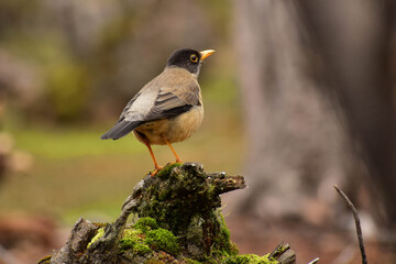 ave, naturaleza, fauna, animal, mirlo, inhospitalario, petirrojo, pico, negro, sucursal, común, verde, ave, emplumar, árbol, huerta, aviar, emplumar, alas, blanco, gorrión, miniatura,zorzal