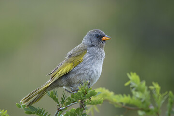 AVE POSADAave, naturaleza, fauna, animal, mirlo, inhospitalario, petirrojo, pico, negro, sucursal, común, verde, ave, emplumar, árbol, huerta, aviar, emplumar, alas, blanco, gorrión, miniatura