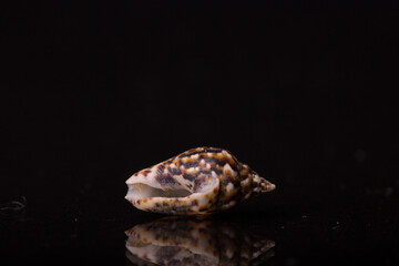 Isolated shell / shells with black Background.