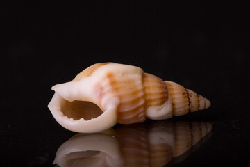 Isolated shell / shells with black Background.