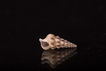 Isolated shell / shells with black Background.