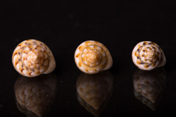 Isolated shell / shells with black Background.