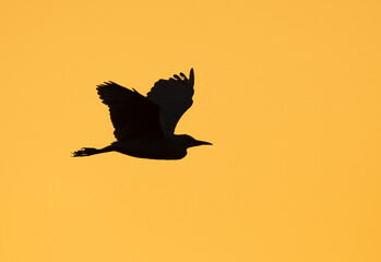 Silhouette of Great Egret flying at Asker marsh, Bahrain