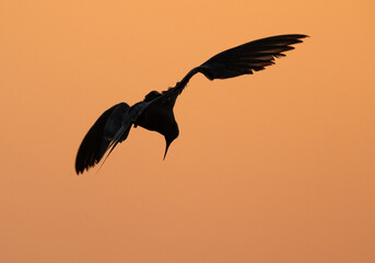 White-cheeked Tern at Asker marsh during sunset, Bahrain