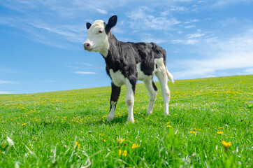 Calf grazes on a green pasture on a background of blue sky