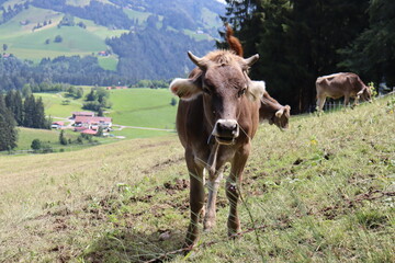 Kuh