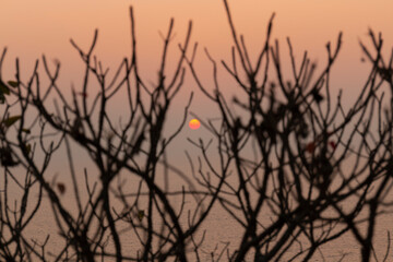 Silhouettes of branches against the sunset sky and ocean on a coast of Goa