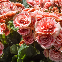 Begonia Elatior Borias is a delightful houseplant. This Begonia has a soft pink-white flower with a red centre.