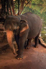 Fototapeta premium A standing elephant in a national park, Goa 