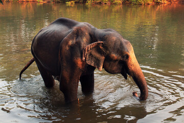 An elephant is standing in a river in national park, Goa 