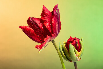 Lovely pair of red tulip flowers on abstract sunrise background