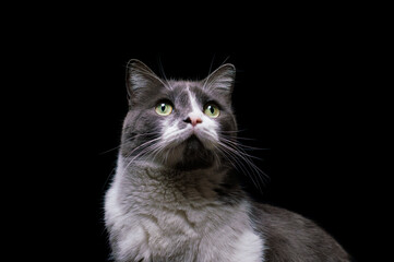 gray-white cat on a black background