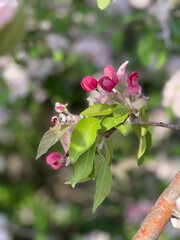 Pink buds and flowers, apple tree inflorescence