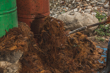 Mezcal master collecting with a carving the extract of the pineapple from the agave to extract the...