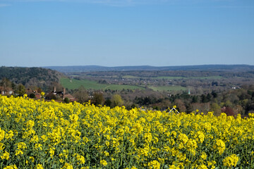 Rapeseed flowers in bloom on a sunny day