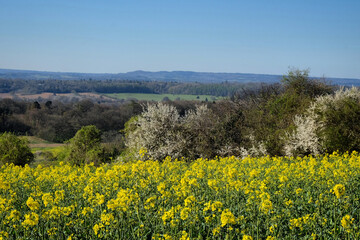 Rapeseed flowers in bloom on a sunny day