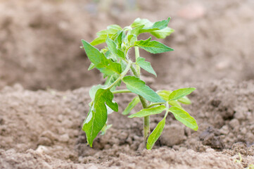 tomato seedlings growing in the soil at greenhouse