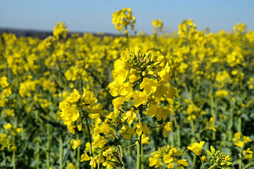 Rapeseed flowers in bloom on a sunny day