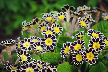 Primula 'Silver Lace Black'  in flower