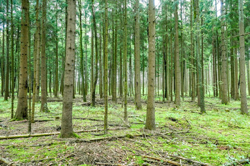 Mixed forest in Germany Lower Saxony, Buchholz an der Nordheide