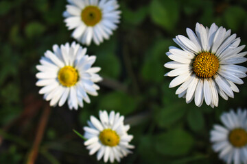 Fototapeta premium daisies in a garden, macro photography.