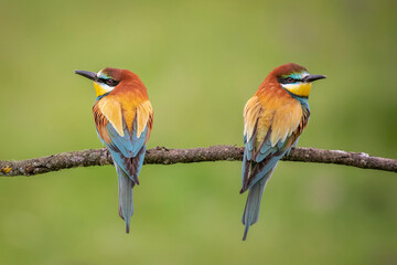 Bee-eaters flying in spring, green and defocused background