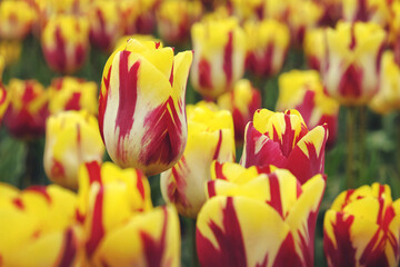 Rembrandt single tulip 'Helmar' in flower