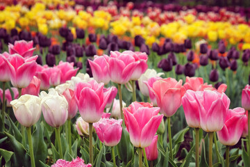 Pink and white triumph tulips 'innuendo' in flower