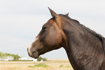 close up side view of a chestnut  brown horse