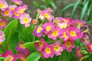 Pink and yellow primula plants flowering on flower bed in springtime