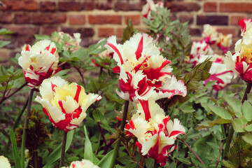 White and red feathered tulip 'Flaming Parrot' in flower