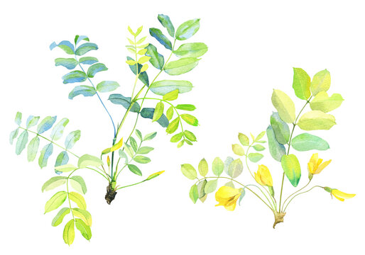 Watercolor branch of yellow acacia with leaves and flowers