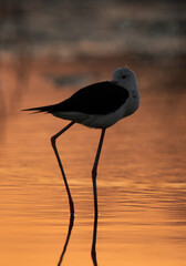 Black-winged Stilt in dramatic evening light at Asker Marsh , Bahrain